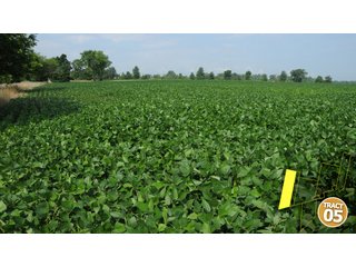 Property photo 31 - 470 Acres Mostly Productive Tillable Land - 6 Tracts